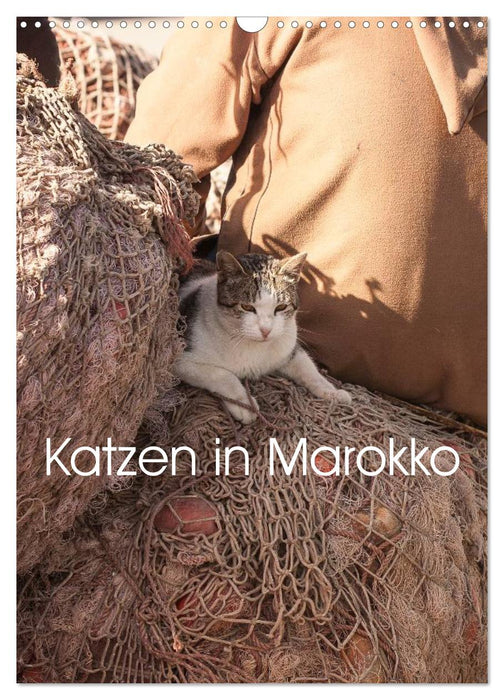 Katzen in Marokko (CALVENDO Wandkalender 2025)
