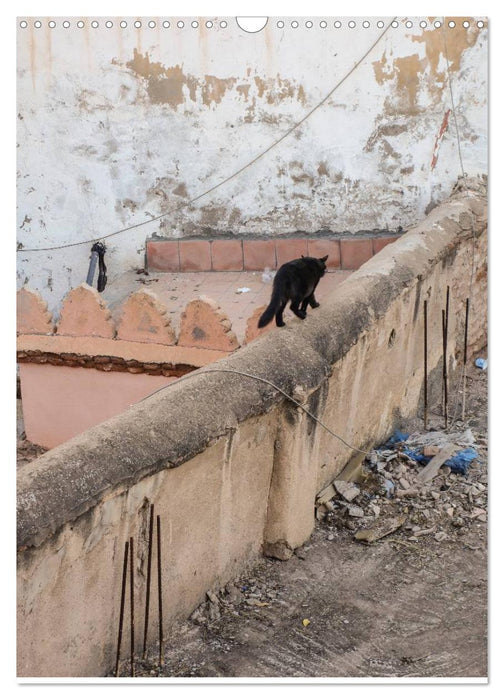 Katzen in Marokko (CALVENDO Wandkalender 2025)