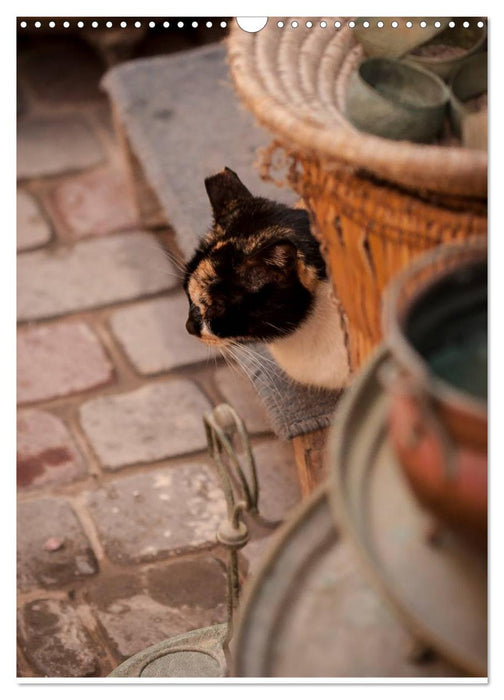 Katzen in Marokko (CALVENDO Wandkalender 2025)