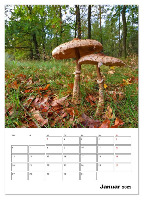 Heimische Waldpilze (CALVENDO Premium Wandkalender 2025)