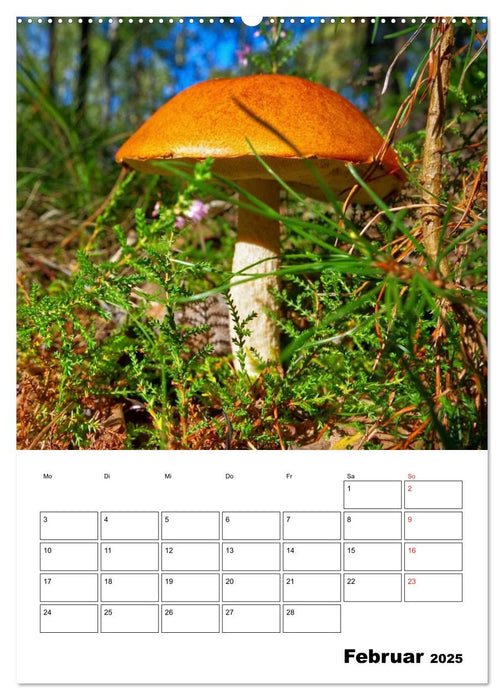 Heimische Waldpilze (CALVENDO Premium Wandkalender 2025)