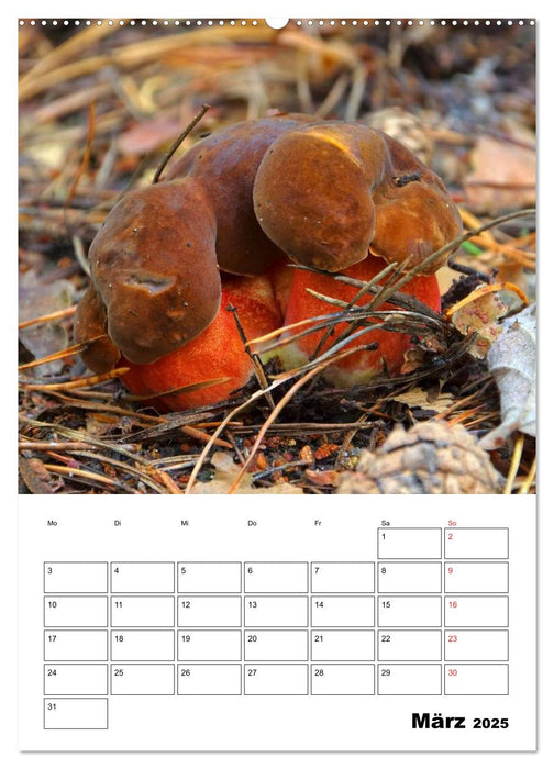 Heimische Waldpilze (CALVENDO Premium Wandkalender 2025)