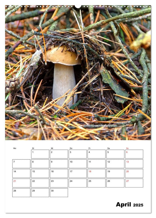 Heimische Waldpilze (CALVENDO Premium Wandkalender 2025)