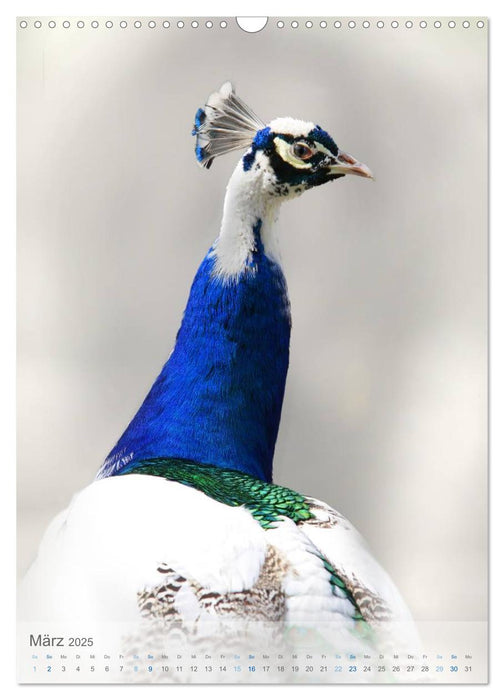 Tiere in Blau (CALVENDO Wandkalender 2025)