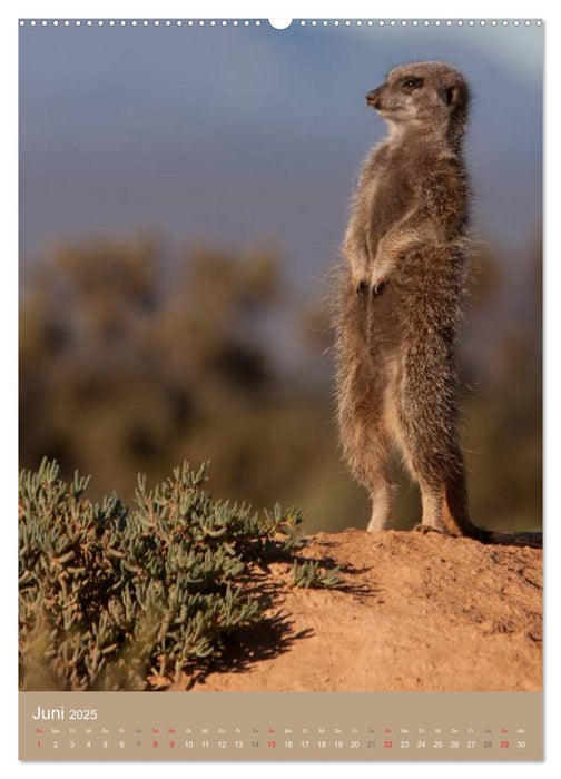 Erdmännchen - Afrikas liebenswerte Zwerge (CALVENDO Premium Wandkalender 2025)