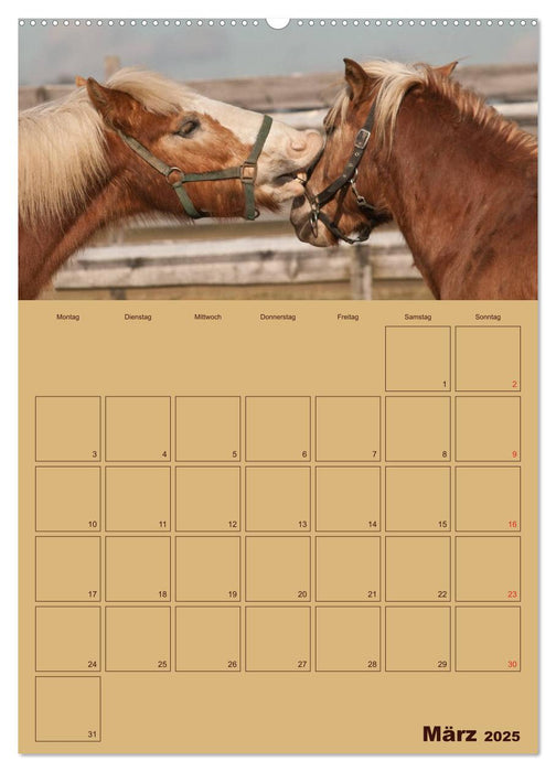 Pferde Gute Freunde (CALVENDO Wandkalender 2025)