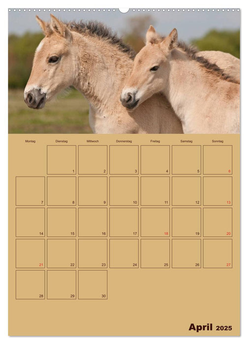 Pferde Gute Freunde (CALVENDO Wandkalender 2025)