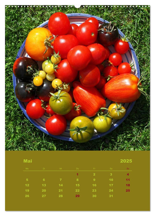 Tomaten - Alles BIO! (CALVENDO Premium Wandkalender 2025)