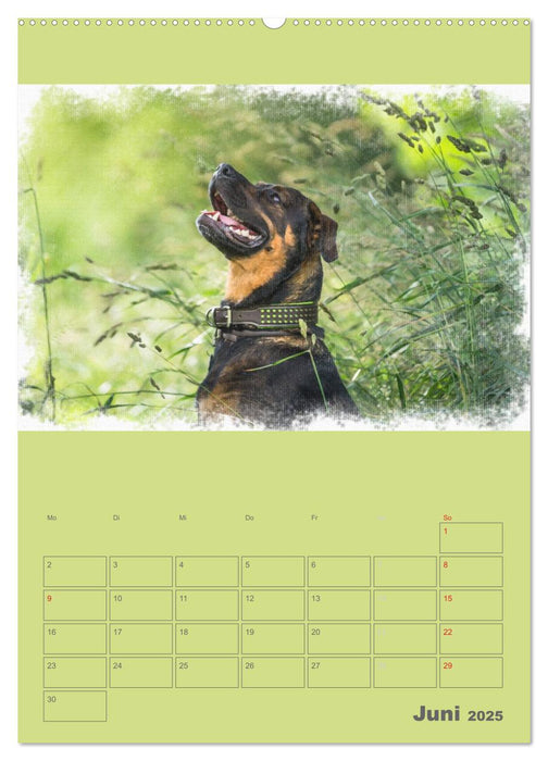 Hunde in Aquarell - Jahresplaner (CALVENDO Premium Wandkalender 2025)