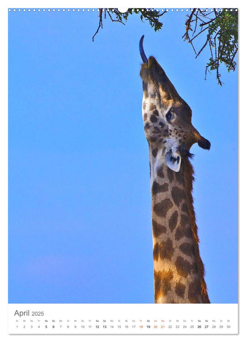 Giraffen - Die Grazien in Afrikas Savannen (CALVENDO Premium Wandkalender 2025)