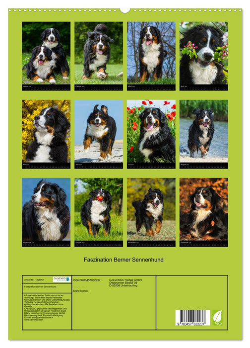 Faszination Berner Sennenhund (CALVENDO Premium Wandkalender 2025)