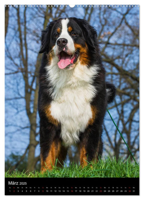 Faszination Berner Sennenhund (CALVENDO Premium Wandkalender 2025)