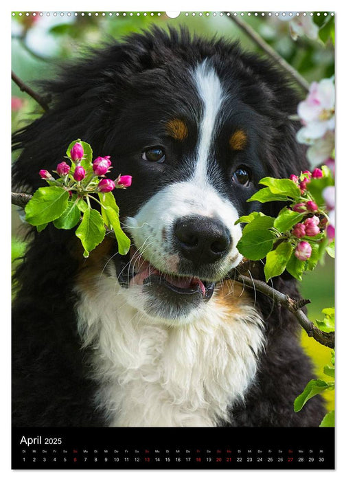 Faszination Berner Sennenhund (CALVENDO Premium Wandkalender 2025)