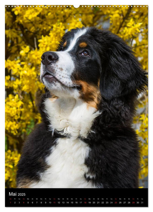 Faszination Berner Sennenhund (CALVENDO Premium Wandkalender 2025)