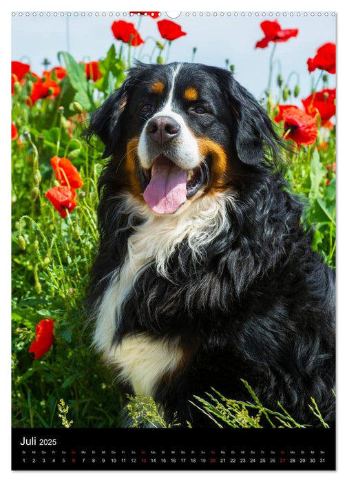 Faszination Berner Sennenhund (CALVENDO Premium Wandkalender 2025)
