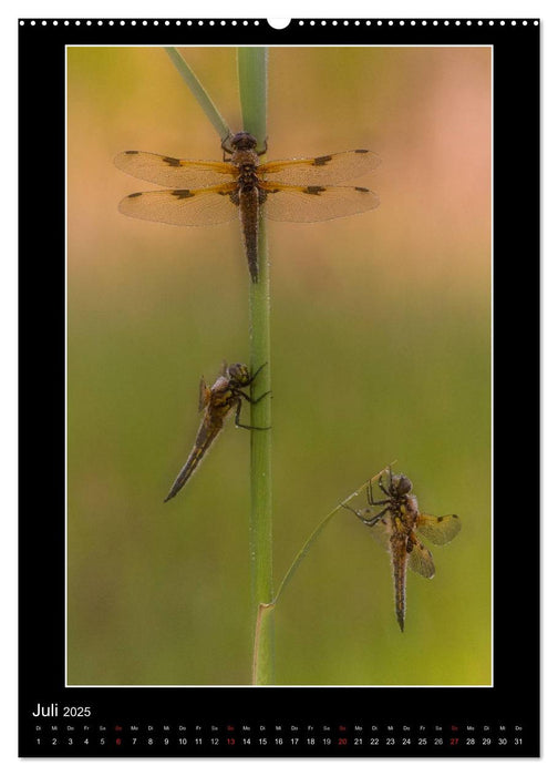 Faszination Libellen - Wildnis Heimat (CALVENDO Premium Wandkalender 2025)