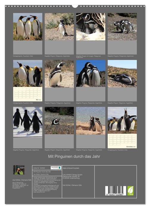 Mit Pinguinen durch das Jahr (CALVENDO Premium Wandkalender 2025)