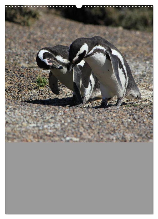 Mit Pinguinen durch das Jahr (CALVENDO Premium Wandkalender 2025)