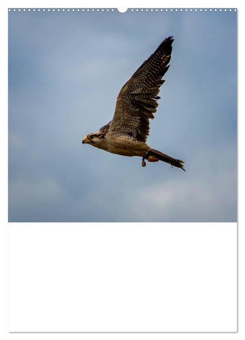 Raub- und Greifvögel im Flug (CALVENDO Premium Wandkalender 2025)