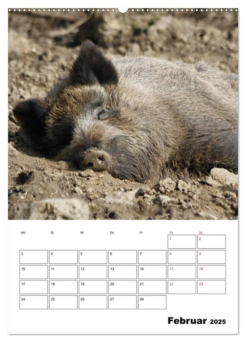 Der wildschweinische Terminplaner (CALVENDO Premium Wandkalender 2025)