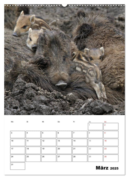 Der wildschweinische Terminplaner (CALVENDO Premium Wandkalender 2025)