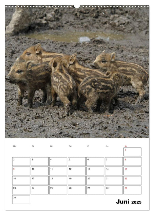 Der wildschweinische Terminplaner (CALVENDO Premium Wandkalender 2025)