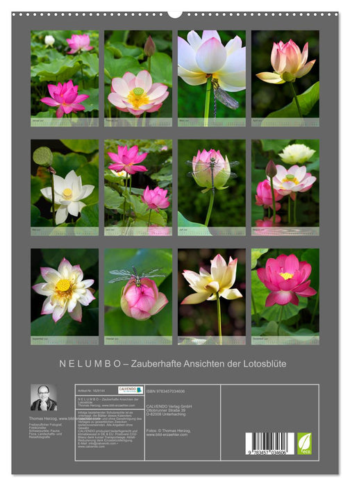 N E L U M B O – Zauberhafte Ansichten der Lotosblüte (CALVENDO Premium Wandkalender 2025)