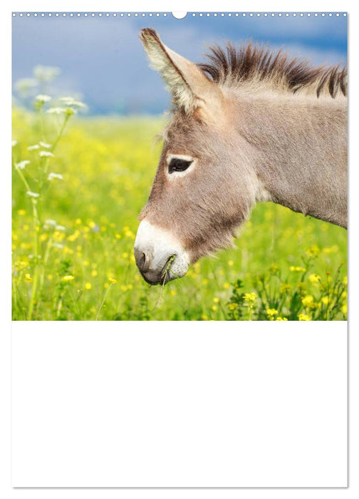 Süße Esel. Langohren zum Verlieben (CALVENDO Wandkalender 2025)