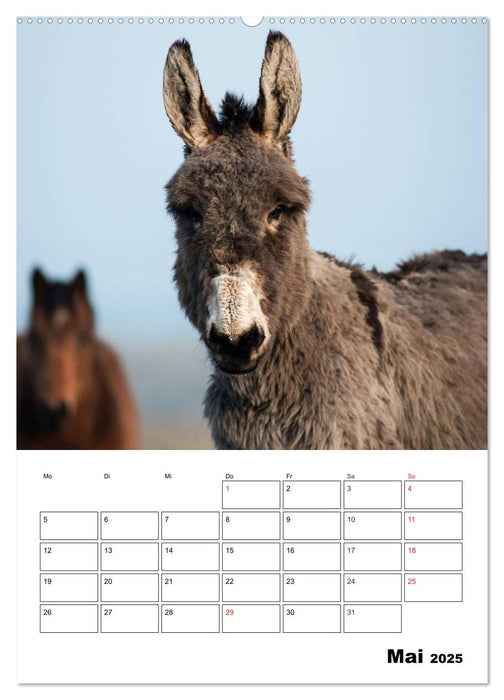 Süße Esel. Langohren zum Verlieben (CALVENDO Wandkalender 2025)