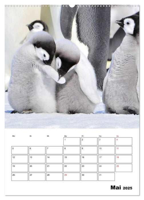Pinguine. Familienglück im Eis (CALVENDO Wandkalender 2025)