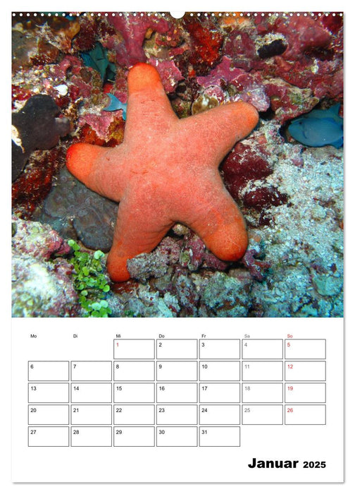 Zauberwelt. Fische, Korallen und Co. (CALVENDO Wandkalender 2025)