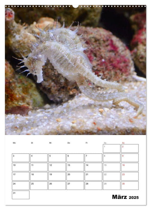 Zauberwelt. Fische, Korallen und Co. (CALVENDO Wandkalender 2025)