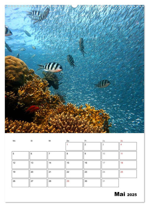 Zauberwelt. Fische, Korallen und Co. (CALVENDO Wandkalender 2025)