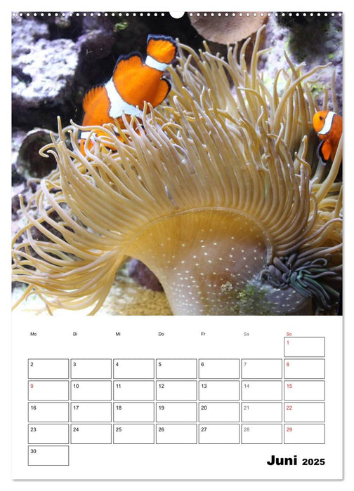 Zauberwelt. Fische, Korallen und Co. (CALVENDO Wandkalender 2025)