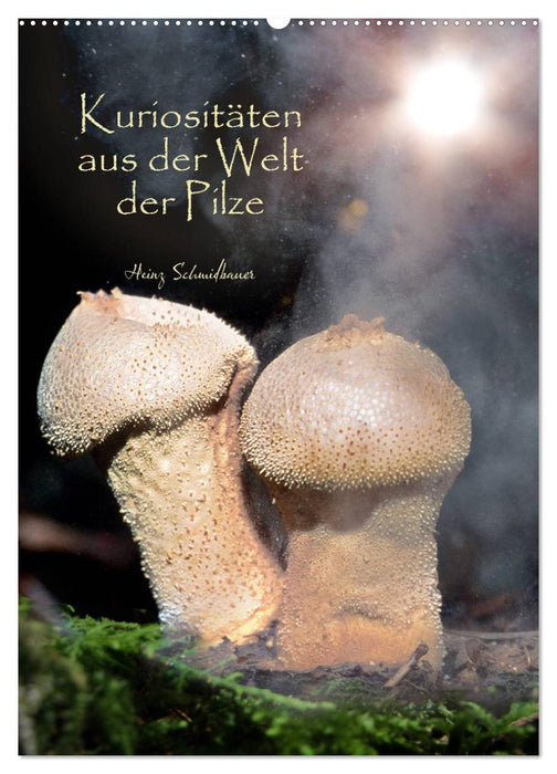 Kuriositäten aus der Welt der Pilze (CALVENDO Wandkalender 2025)