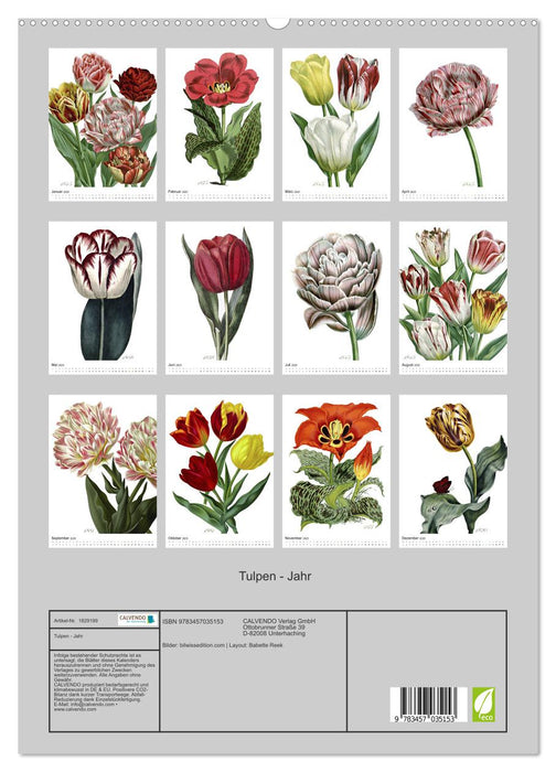 Tulpen - Jahr (CALVENDO Premium Wandkalender 2025)
