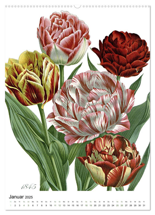 Tulpen - Jahr (CALVENDO Premium Wandkalender 2025)