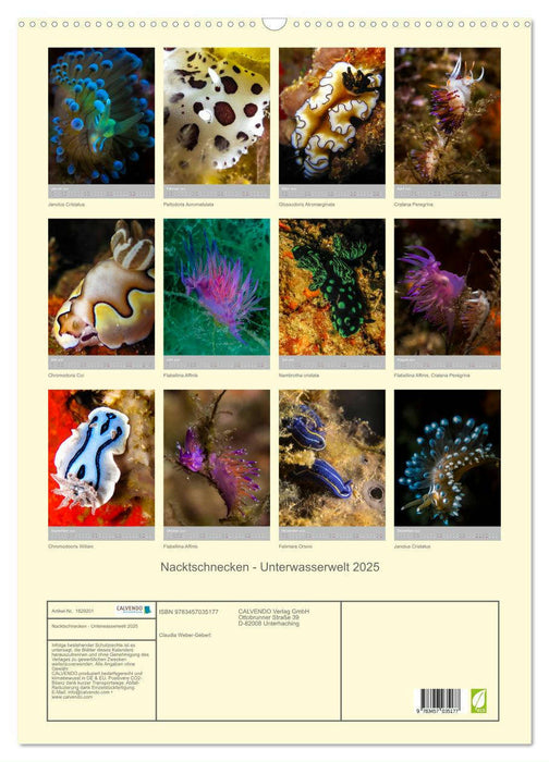 Nacktschnecken - Unterwasserwelt 2025 (CALVENDO Wandkalender 2025)