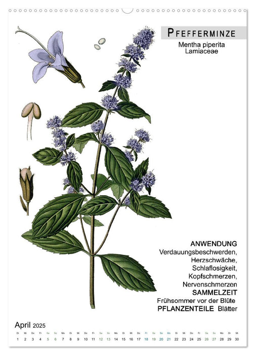 Heilpflanzen (CALVENDO Premium Wandkalender 2025)
