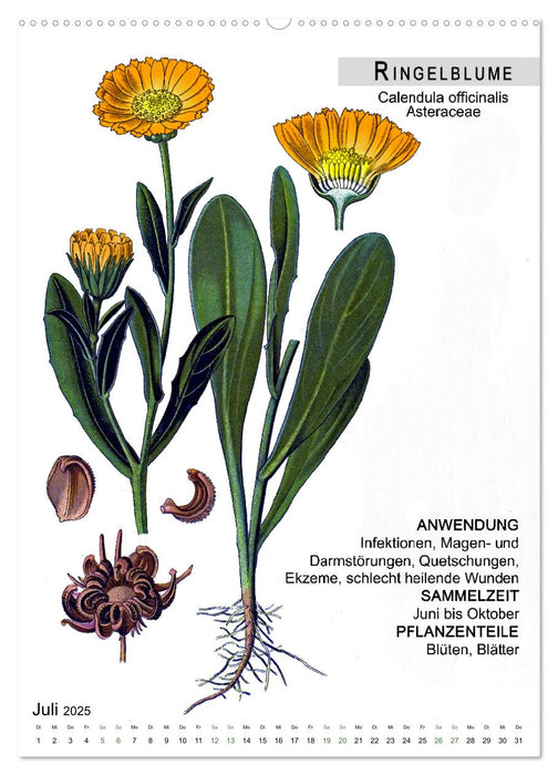 Heilpflanzen (CALVENDO Premium Wandkalender 2025)