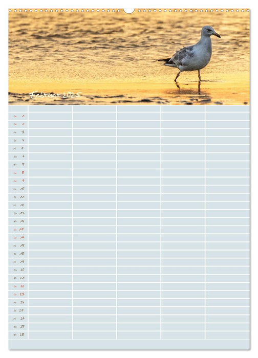 Kleine Sand-Schönheiten / Familienplaner (CALVENDO Premium Wandkalender 2025)