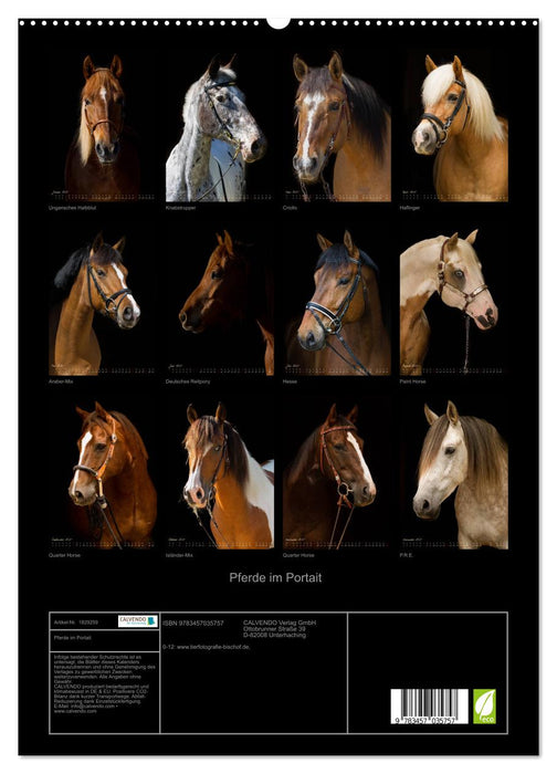 Pferde im Portait (CALVENDO Premium Wandkalender 2025)
