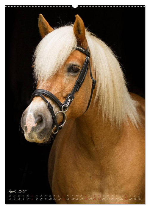 Pferde im Portait (CALVENDO Premium Wandkalender 2025)