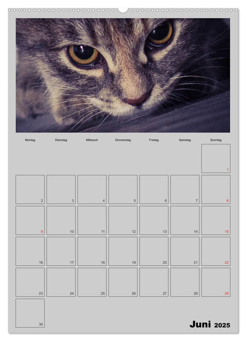 Mit Katzen durchs Jahr / Planer (CALVENDO Premium Wandkalender 2025)