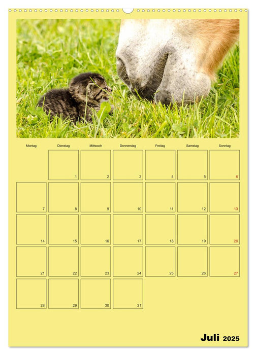 Mit Katzen durchs Jahr / Planer (CALVENDO Premium Wandkalender 2025)