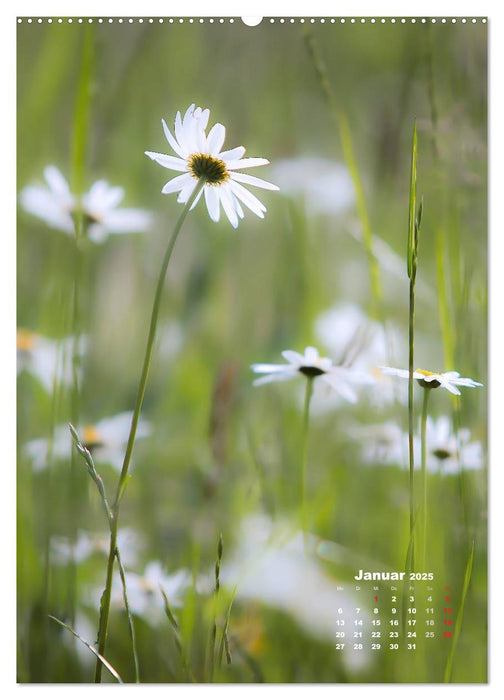 Ein Spaziergang über eine Sommerwiese (CALVENDO Premium Wandkalender 2025)