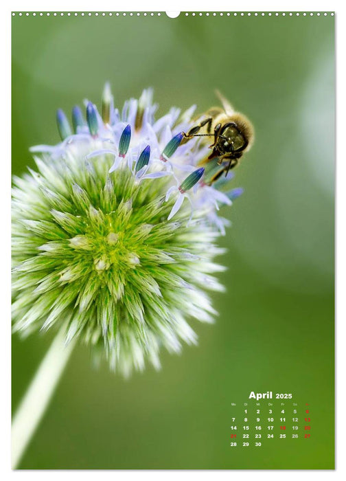 Ein Spaziergang über eine Sommerwiese (CALVENDO Premium Wandkalender 2025)