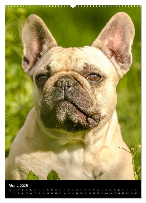 Französische Bulldoggen - Eine Bully Liebeserkärung (CALVENDO Premium Wandkalender 2025)