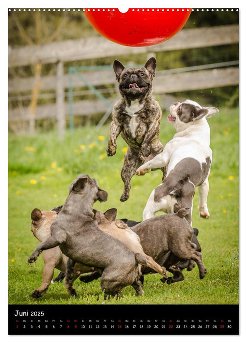 Französische Bulldoggen - Eine Bully Liebeserkärung (CALVENDO Premium Wandkalender 2025)