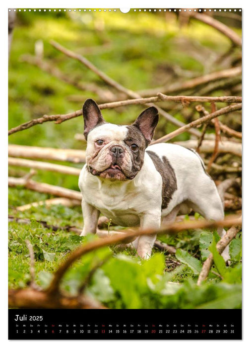 Französische Bulldoggen - Eine Bully Liebeserkärung (CALVENDO Premium Wandkalender 2025)